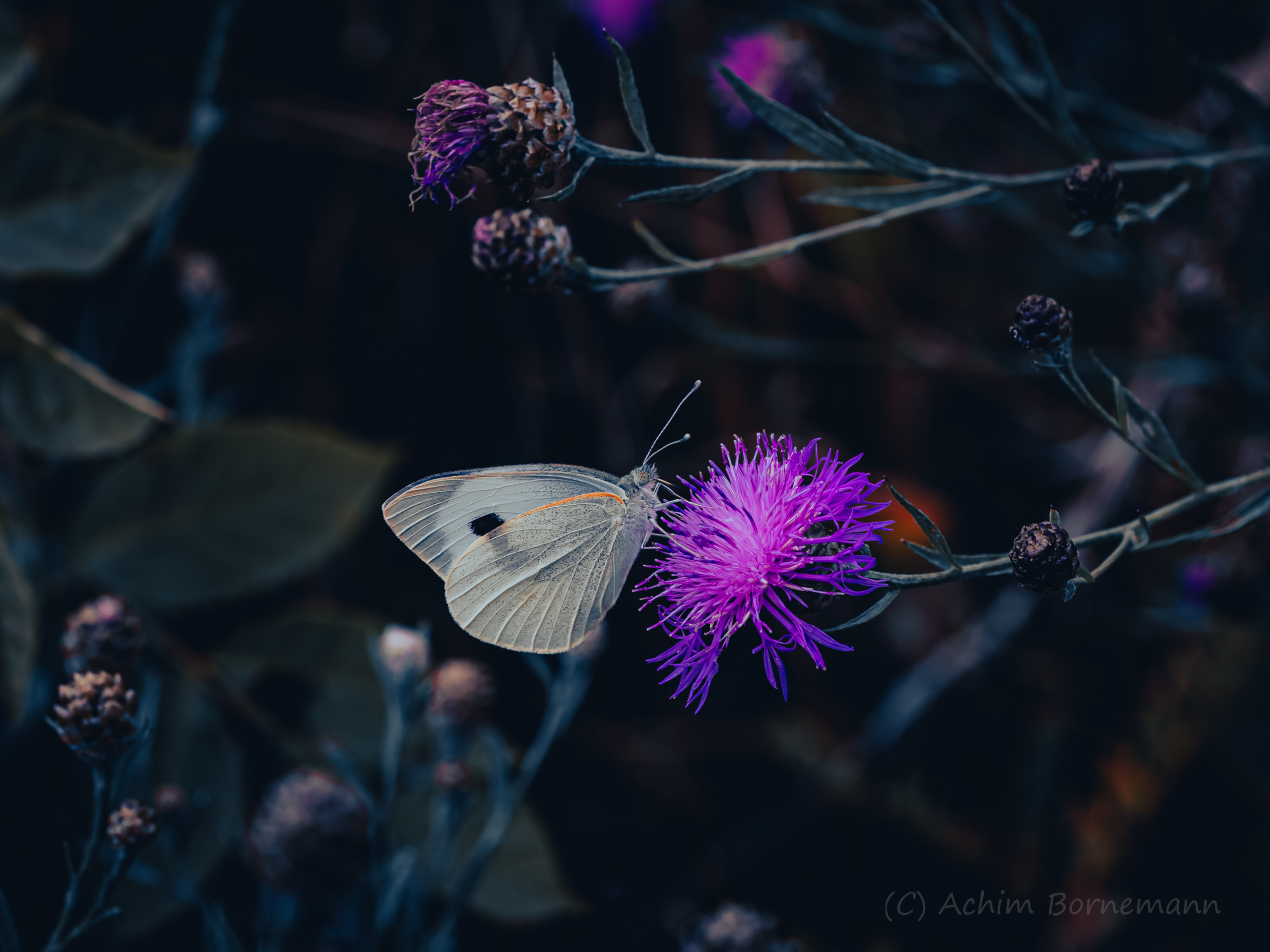 Silent Sunday: Butterfly (edit)