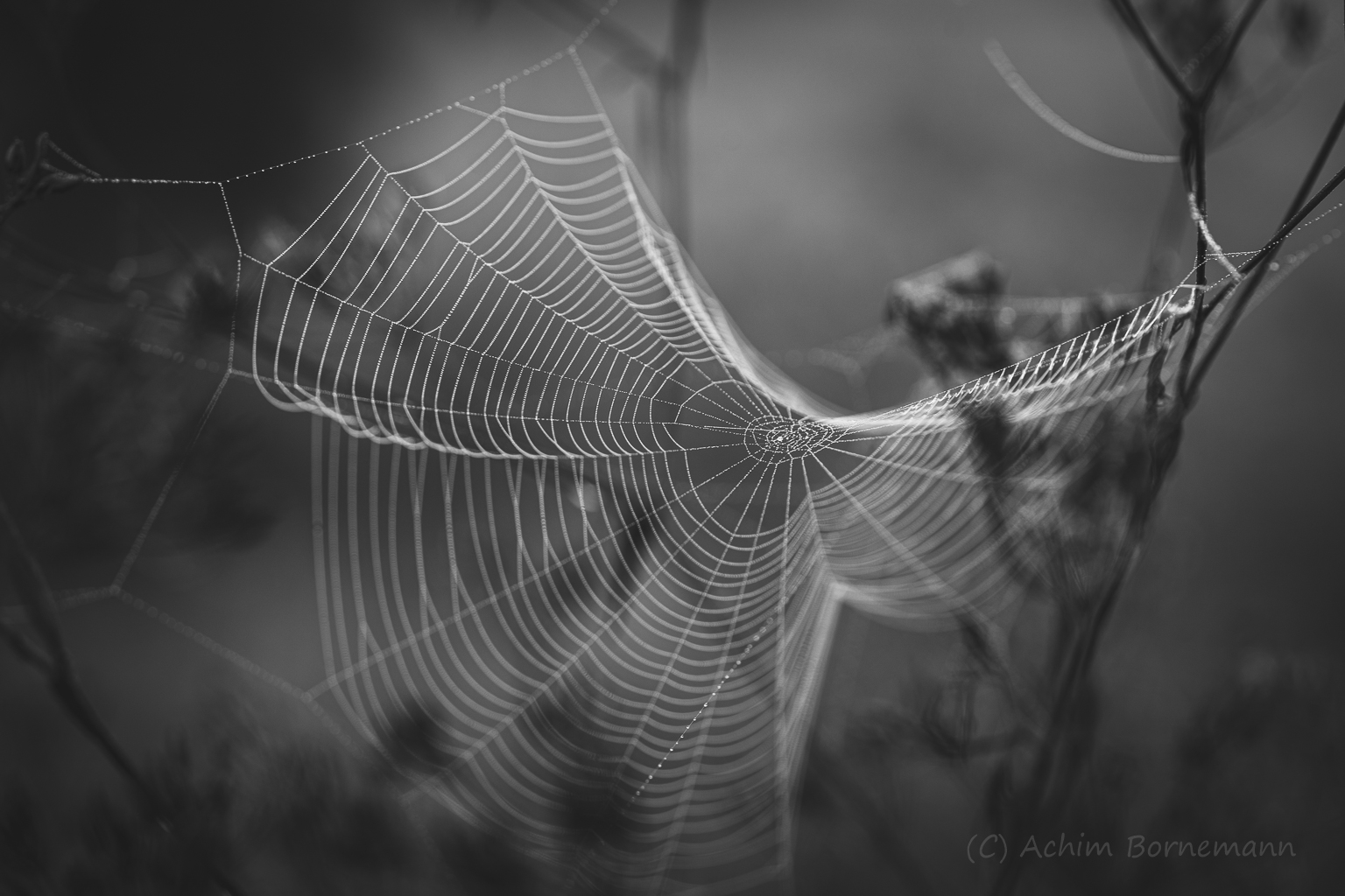 Monochrome Monday: Spider Web