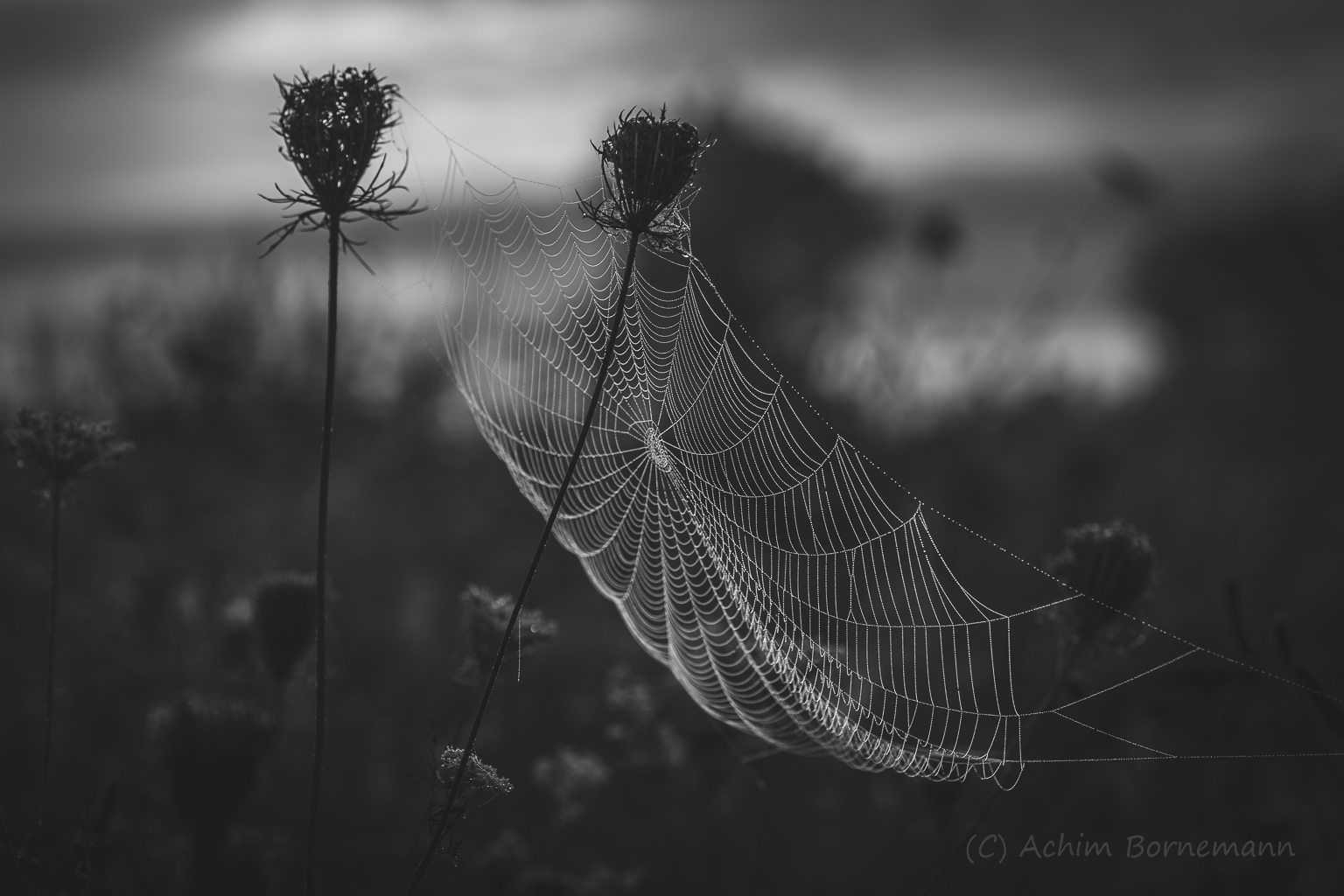 A Web At Dawn